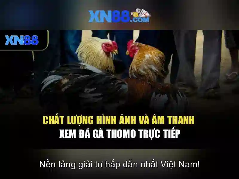 XN88: Tổng quan về nền tảng thể thao và game online